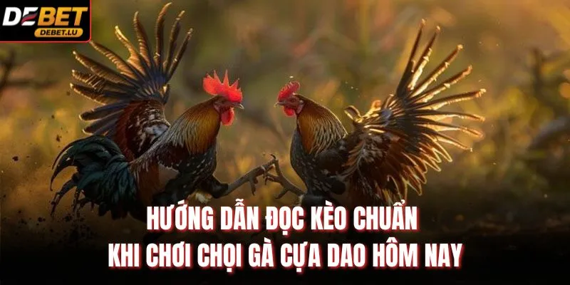 Hướng dẫn đọc kèo chuẩn khi chơi chọi gà cựa dao hôm nay