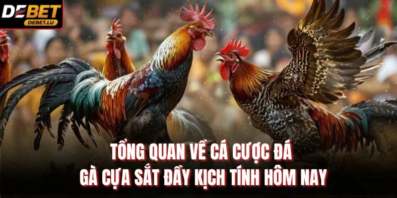 Tổng quan về cá cược đá gà cựa sắt đầy kịch tính hôm nay
